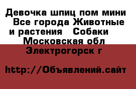 Девочка шпиц пом мини - Все города Животные и растения » Собаки   . Московская обл.,Электрогорск г.